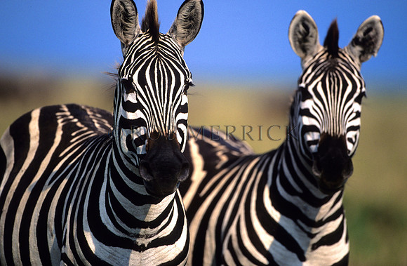CommonZebraMara_005