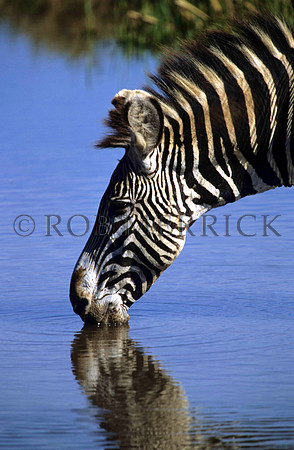 Grevy'sZebraLewa_020