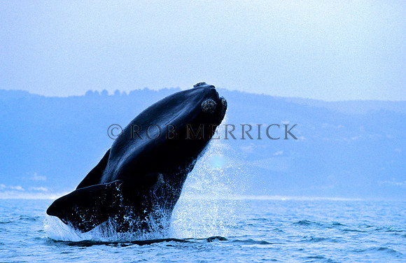 RightWhaleHermanus_001