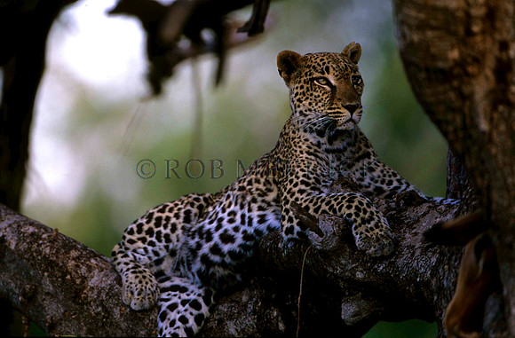 LeopardSamburu_002
