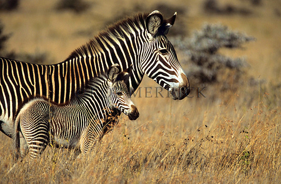 Grevy'sZebraLewa_005
