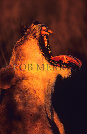 LionLewa_024
