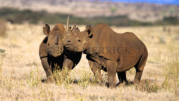 BlackRhinoLewa_024