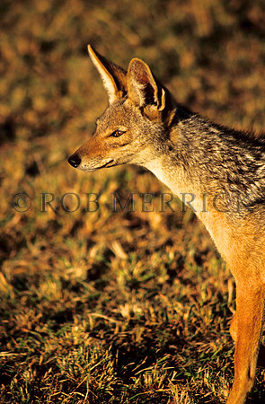 SilverbackJackalMara_001