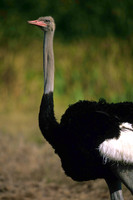 OstrichLewa_002
