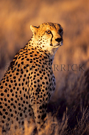 CheetahLewa_013
