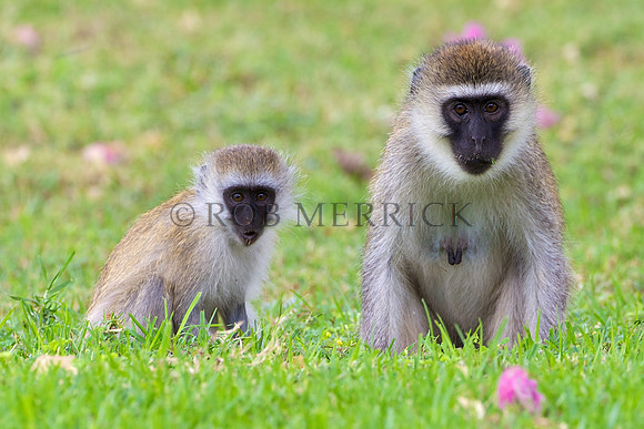 VervetMonkeyLewa_003