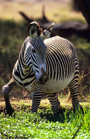 Grevy'sZebraLewa_020