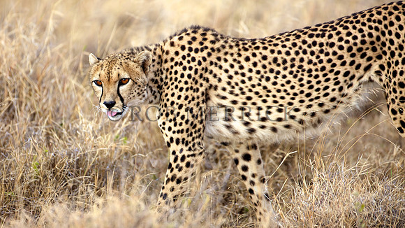 CheetahLewa_029