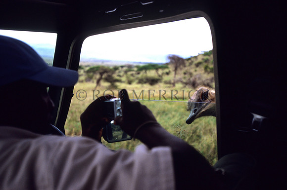 OstrichLewa_009