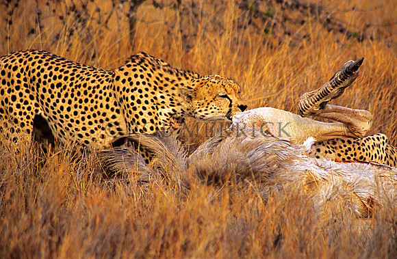 CheetahLewa_021