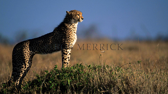 CheetahMara_008