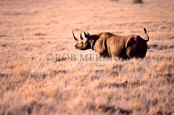 BlackRhinoLewa_037