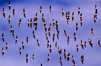 FlamingoNakuru_001