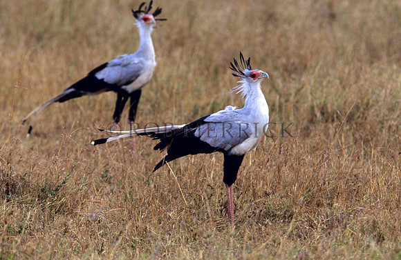 SecretaryBirdMara_004