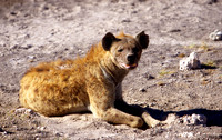 HyenaAmboseli_002