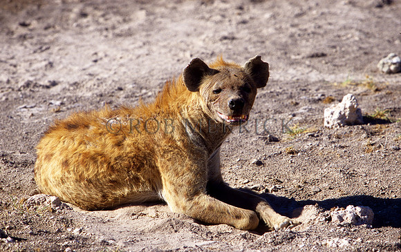 HyenaAmboseli_002