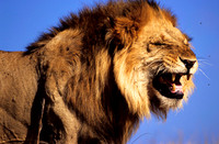 LionLewa_012