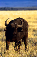 CapeBuffaloLewa_002