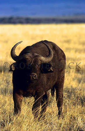 CapeBuffaloLewa_002