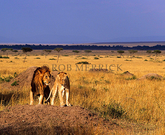 LionMara_015