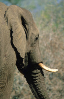 ElephantLewa_001