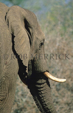 ElephantLewa_001