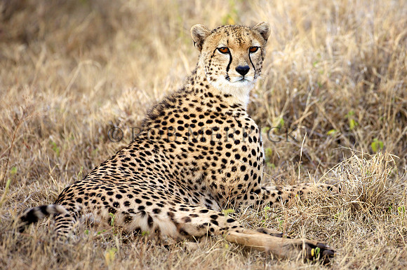 CheetahLewa_026