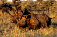 BlackRhinoLewa_013