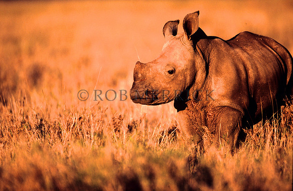 WhiteRhinoLewa_007