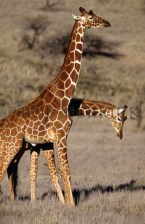 GiraffeLewa_019