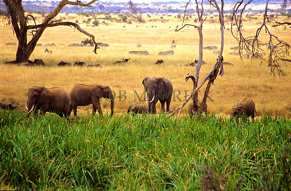 ElephantLewa_025