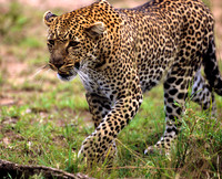 LeopardMara_003