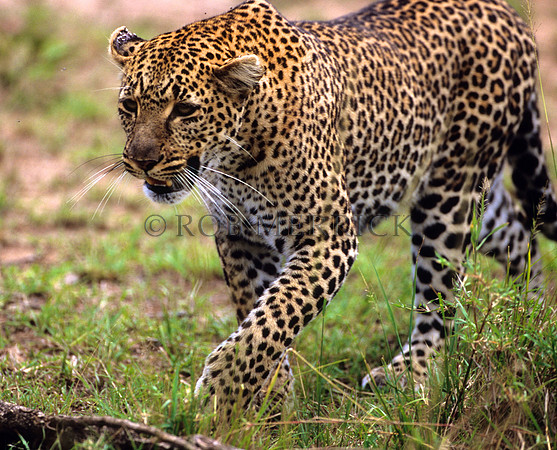 LeopardMara_003