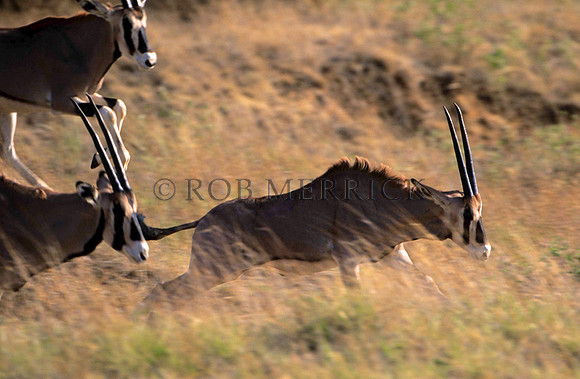 OryxSamburu_001
