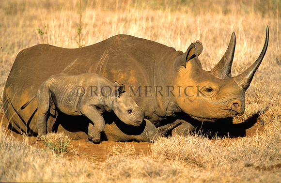 BlackRhinoLewa_031