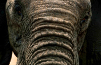 ElephantLewa_007