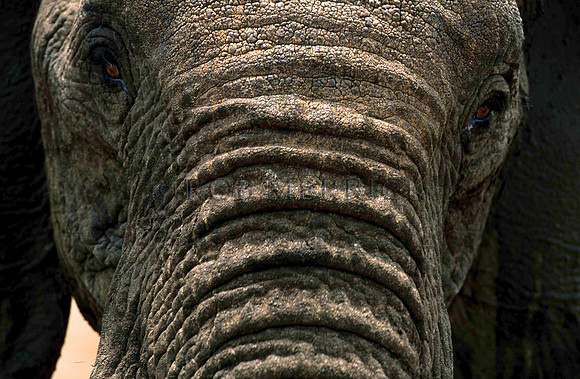 ElephantLewa_007