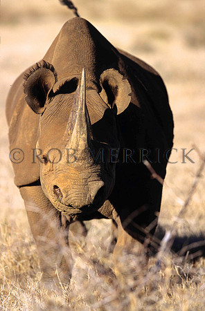 BlackRhinoLewa_026