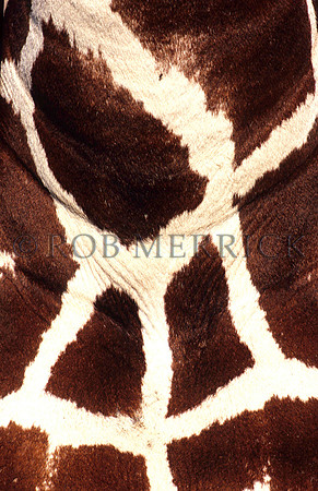 GiraffeLewa_023
