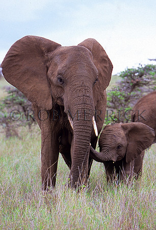 ElephantLewa_021