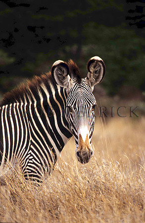 Grevy'sZebraLewa_010