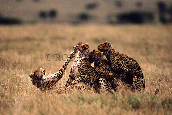 CheetahMara_007