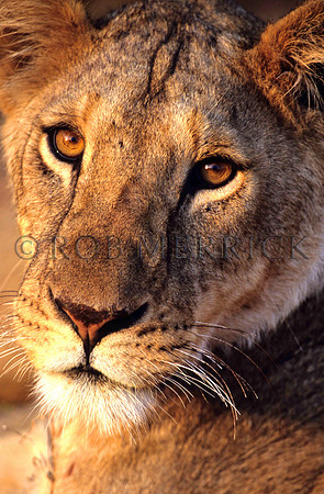 LionLewa_023