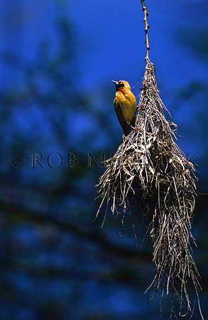 WeaverLewa_001
