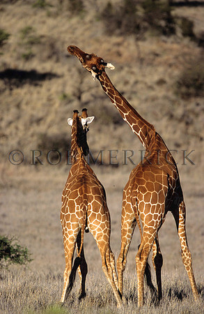 GiraffeLewa_020