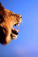LionLewa_013
