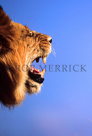 LionLewa_013