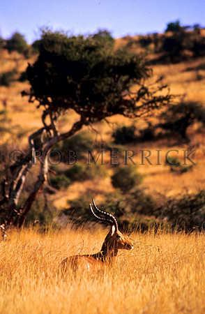 GrantGazelleLewa_001