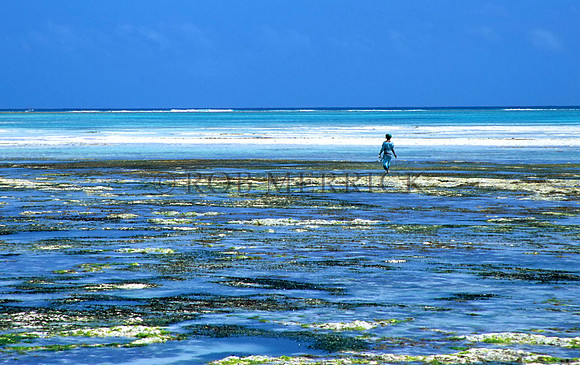 Lamu_008
